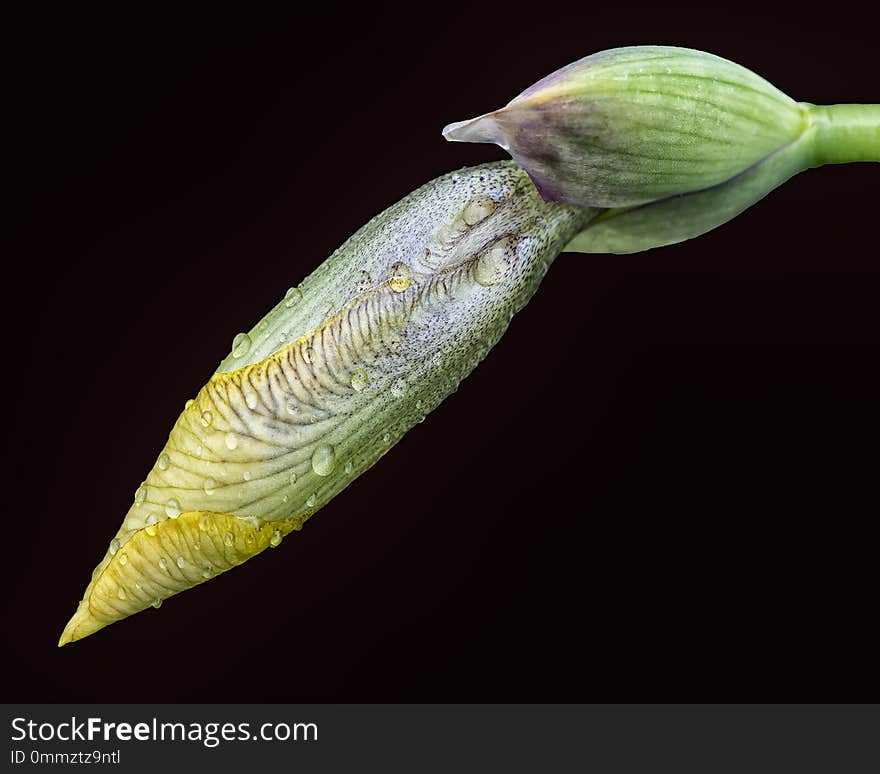 Yellow Iris Bud on black