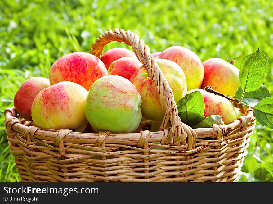 Harvest juicy ripe fruit apples in basket. new harvesting crop in orchard