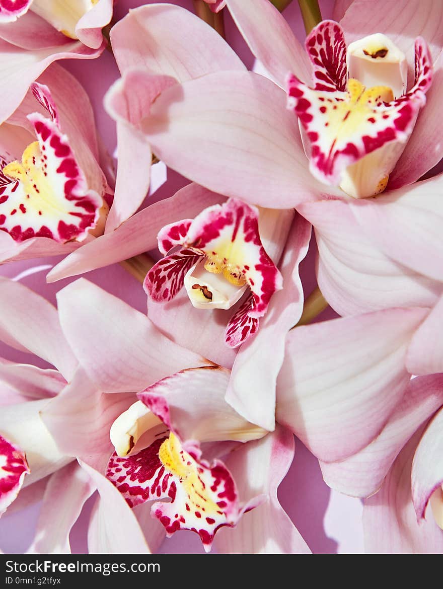 Close-up Of Pink Fresh Orchid Flowers. Natural Floral Background. Flat Lay