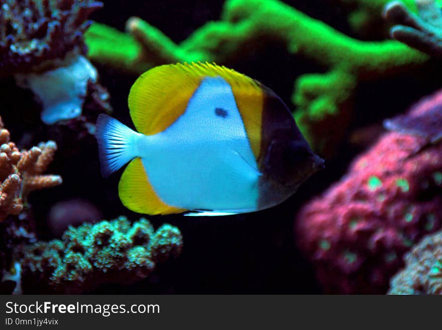 Yellow Pyramid Butterflyfish is also known as the Yellow Zoster Butterflyfish, and occurs in large numbers among the reefs of the Indian Ocean. The fins are yellow in color, and the body is mostly white. The white coloration forms a triangle with the yellow fins, lending it its common name. The head area is black helping these fish camouflage themselves in the wild. The Pyramid Butterfly feeds upon plankton in the wild, and is safe for reef aquariums. Yellow Pyramid Butterflyfish is also known as the Yellow Zoster Butterflyfish, and occurs in large numbers among the reefs of the Indian Ocean. The fins are yellow in color, and the body is mostly white. The white coloration forms a triangle with the yellow fins, lending it its common name. The head area is black helping these fish camouflage themselves in the wild. The Pyramid Butterfly feeds upon plankton in the wild, and is safe for reef aquariums.