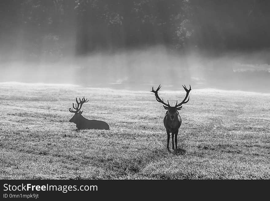 A picture of two deers in the morning sun as a soft mist covers the ground. A picture of two deers in the morning sun as a soft mist covers the ground.