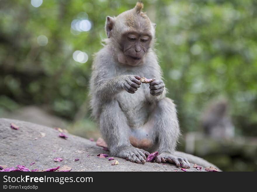 Cute monkey in the jungle