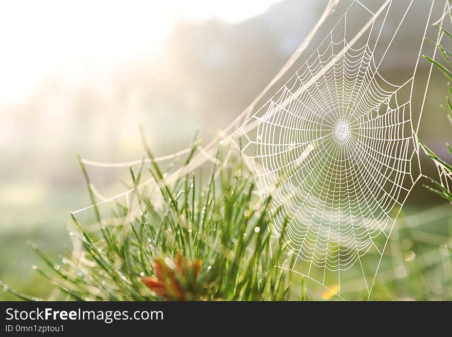 Cobweb on wild meadow, closeup view