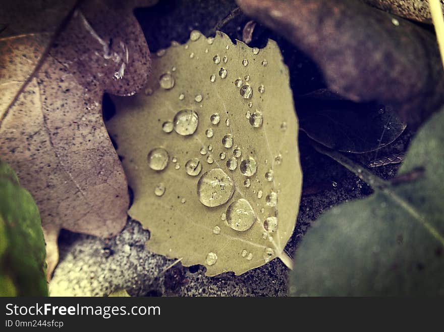 Natural background with autumn leaves with rain drops