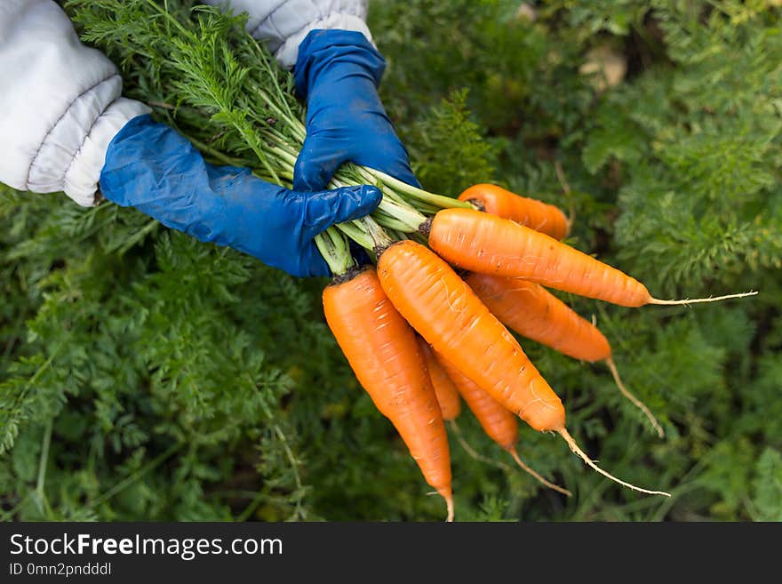 Bunch of fresh raw carrots in the hands of the farmer outdoors closeup