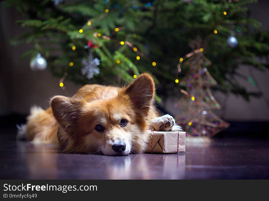 christmas. very beautiful corgi fluffy dog on the background of the Christmas tree