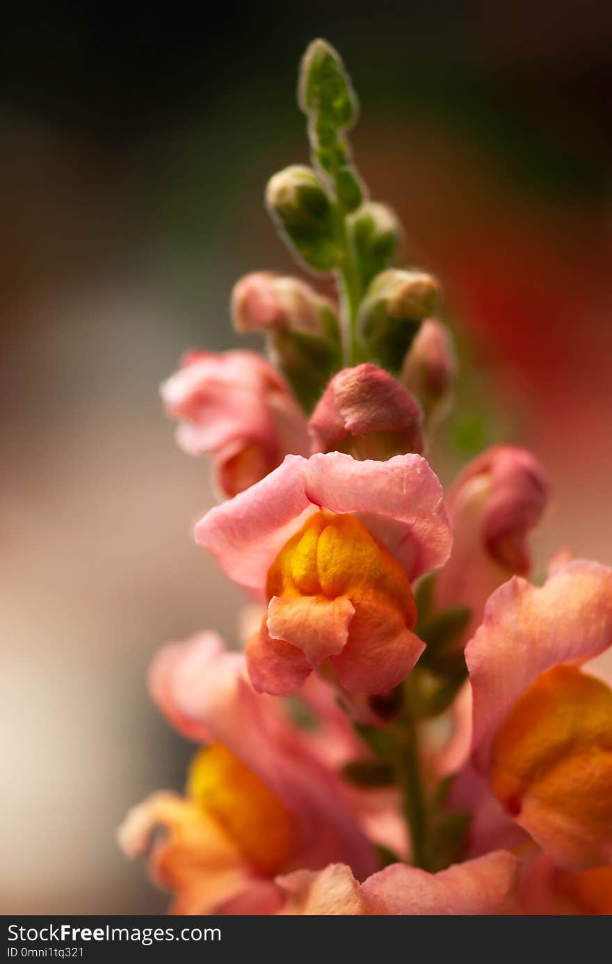 A close up shot of a coral colored snapdragon flowerhead blooming in a summer garden. A close up shot of a coral colored snapdragon flowerhead blooming in a summer garden.