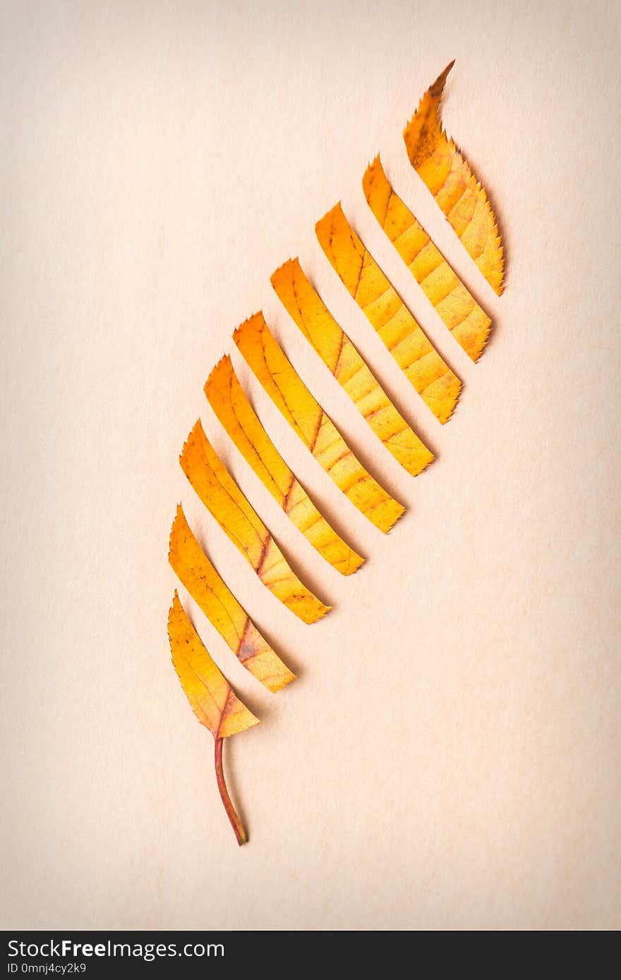 Abstract Autumn design from a cut yellow leaf