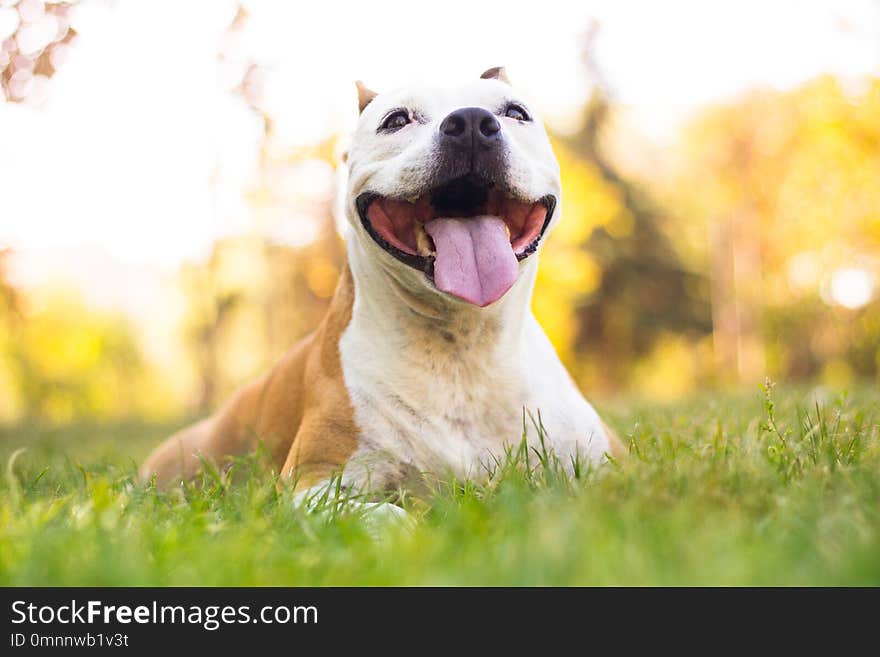 Autumn portrait of cute terrier dog, blur background. Defocused nature