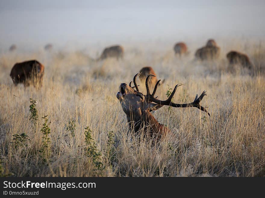 A rutting red deer stag bellowing at dawn