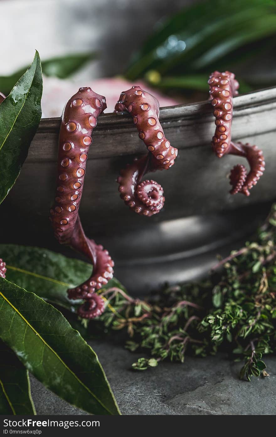 Close up of raw octopus tentacles and fresh herbs in metal pot.