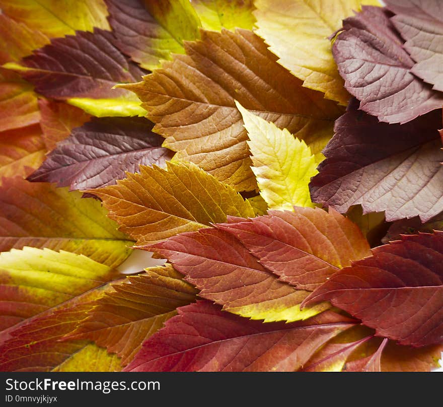 Autumn leaves. Colorful autumn leaves of wild grapes. Autumn time. autumn wallpaper. autumn background.