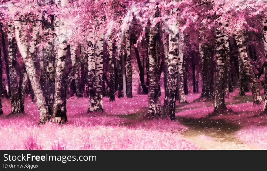 Summer day in the city park, edited colors, pink grass and leaves on birch trees. Summer day in the city park, edited colors, pink grass and leaves on birch trees..