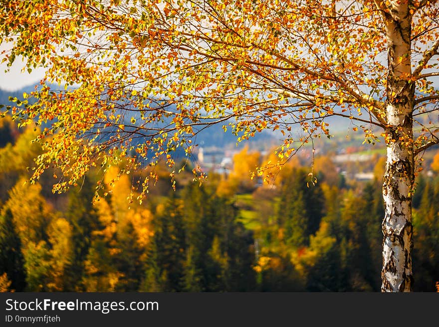 A birch in a foreground of landscape in autumn colors, Slovakia, Europe.