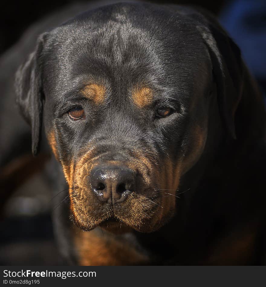 portrait of a mature rottweiler dog, close up attentive serious look. portrait of a mature rottweiler dog, close up attentive serious look