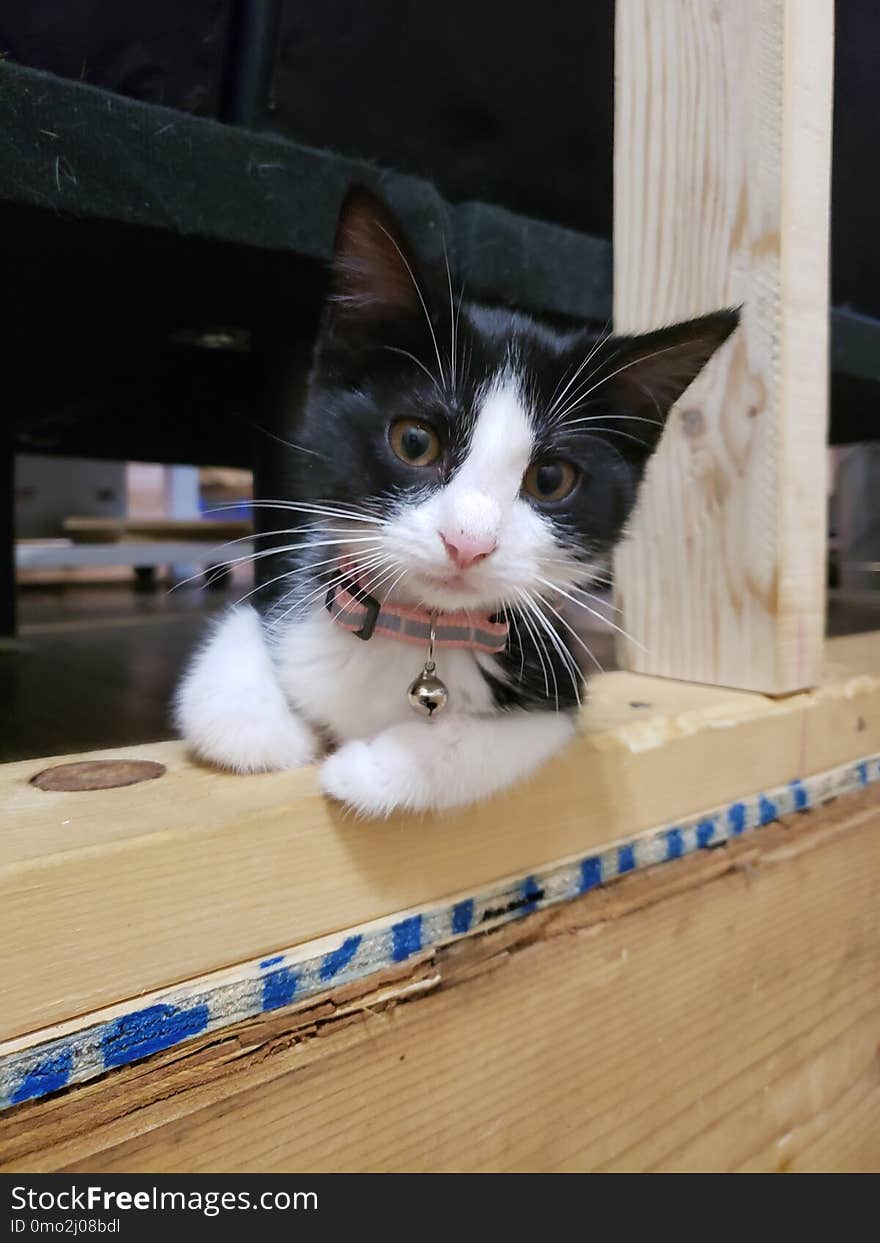 Black and white kitten laying in a fixer upper farmhouse. Black and white kitten laying in a fixer upper farmhouse