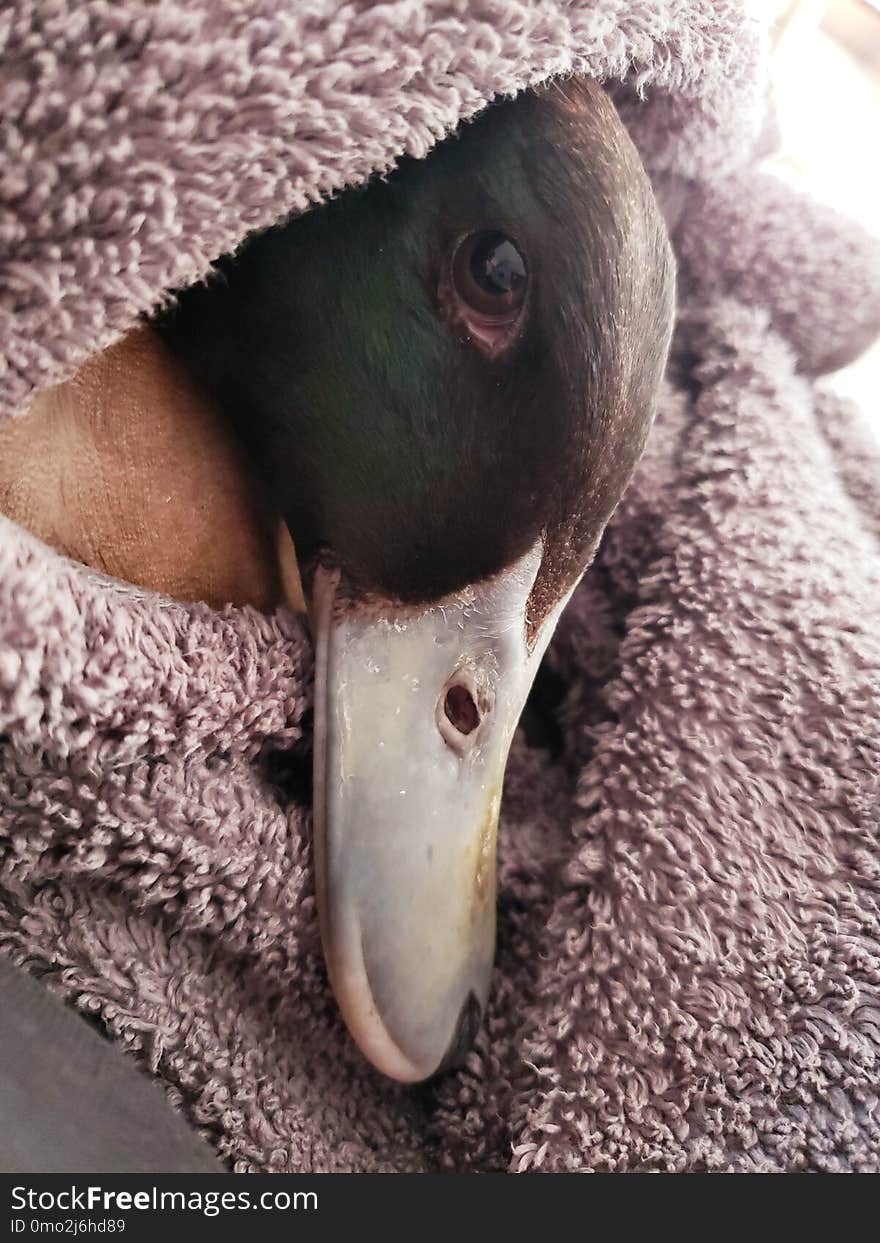 Cutest little duck cuddled up in a towel. Cutest little duck cuddled up in a towel