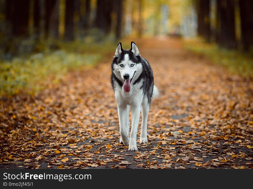 Portrait Of Siberian Husky