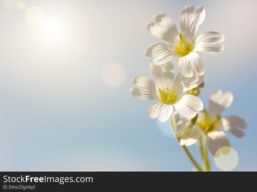 Spring white flower on a blue sky background, Wallpaper