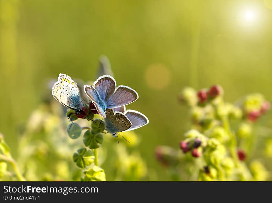 Beautiful blue butterflies sitting on the grass on a Sunny day.