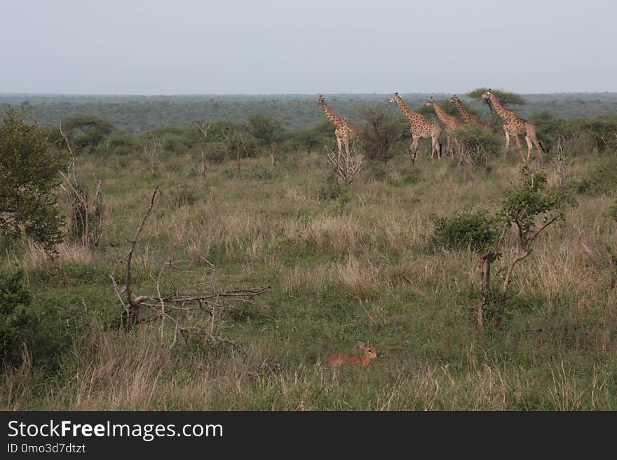 Grassland, Ecosystem, Wildlife, Savanna