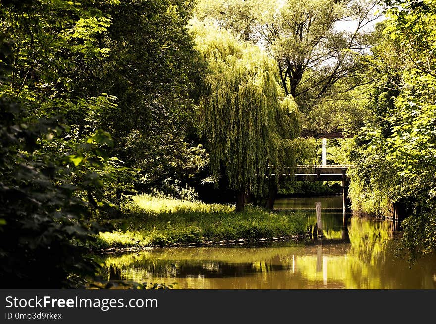 Reflection, Water, Nature, Green