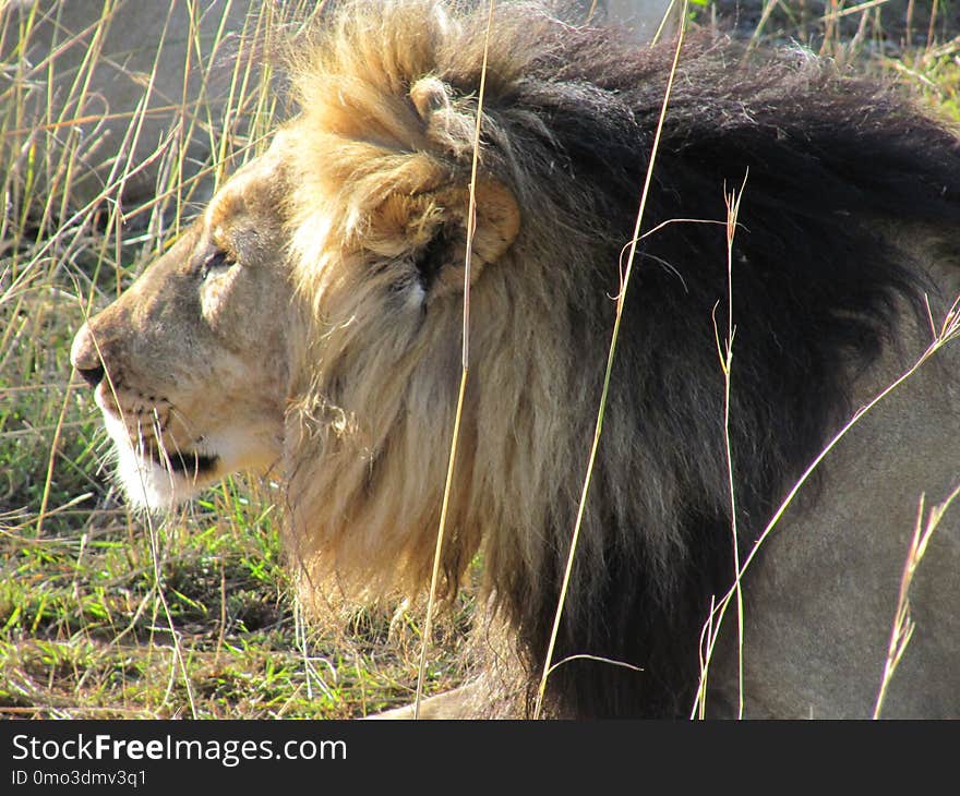 Wildlife, Lion, Terrestrial Animal, Masai Lion