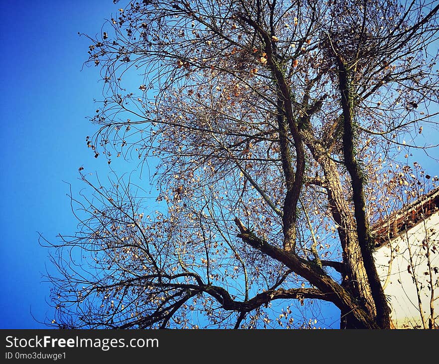 Sky, Tree, Branch, Blue