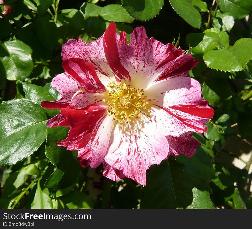 Flower, Plant, Flowering Plant, Rose Family