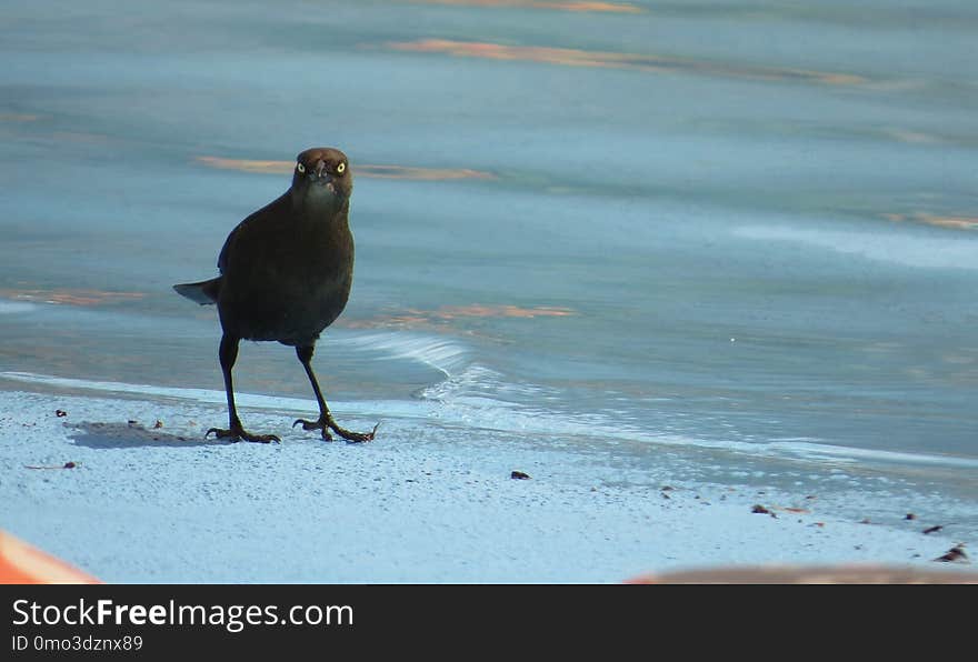 Bird, Beak, Shore, Fauna