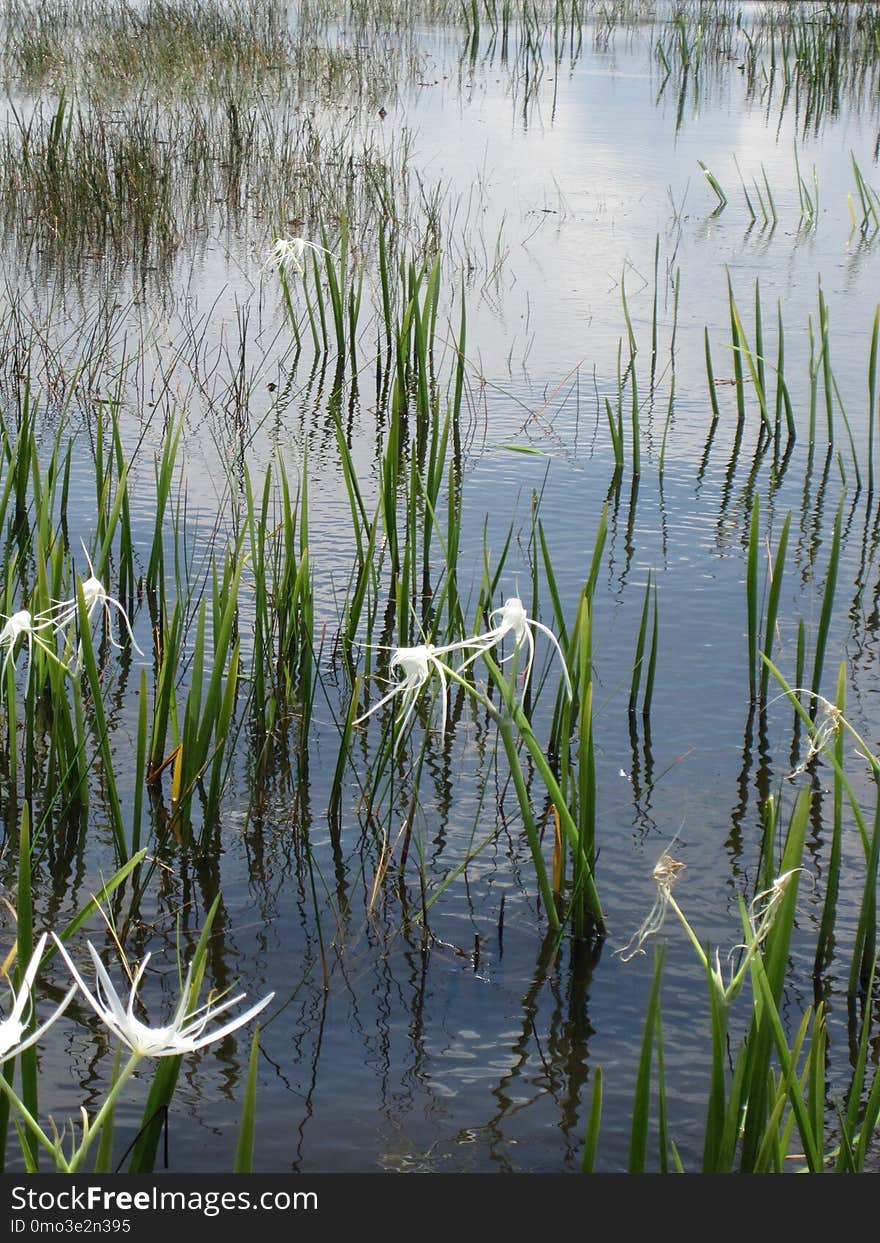 Water, Reflection, Vegetation, Wetland