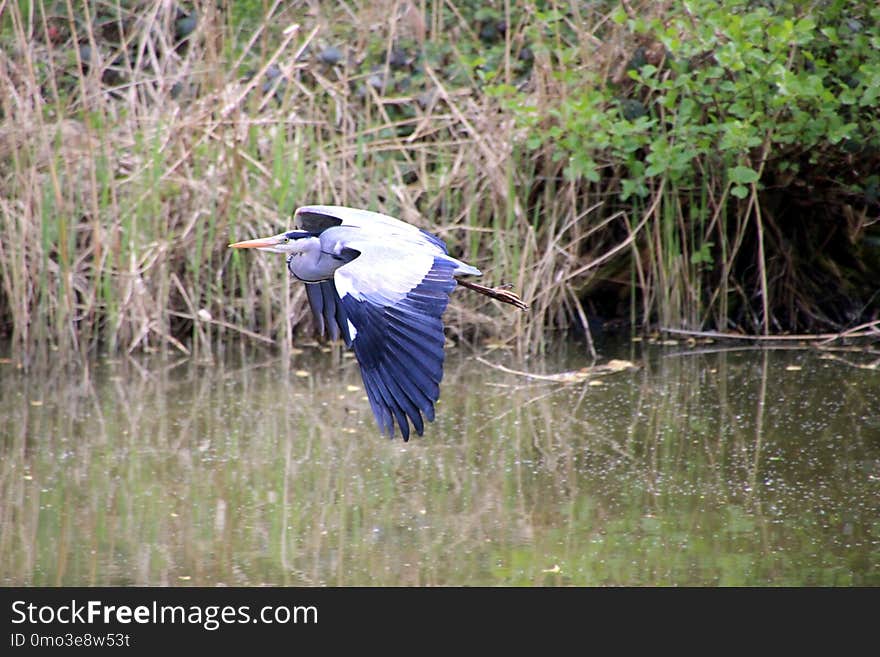 Bird, Ecosystem, Nature Reserve, Fauna