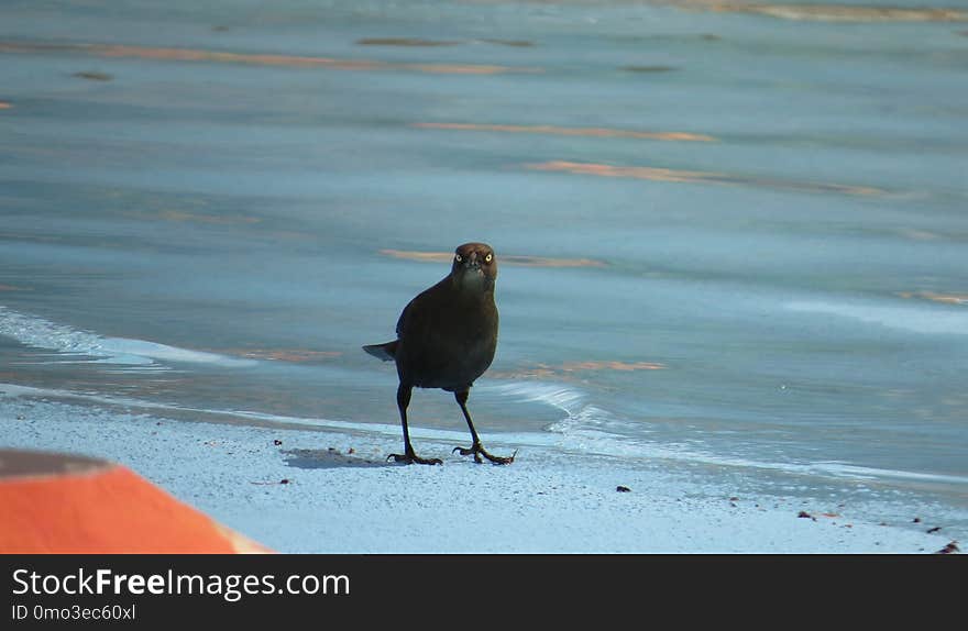 Bird, Beak, Shore, Fauna