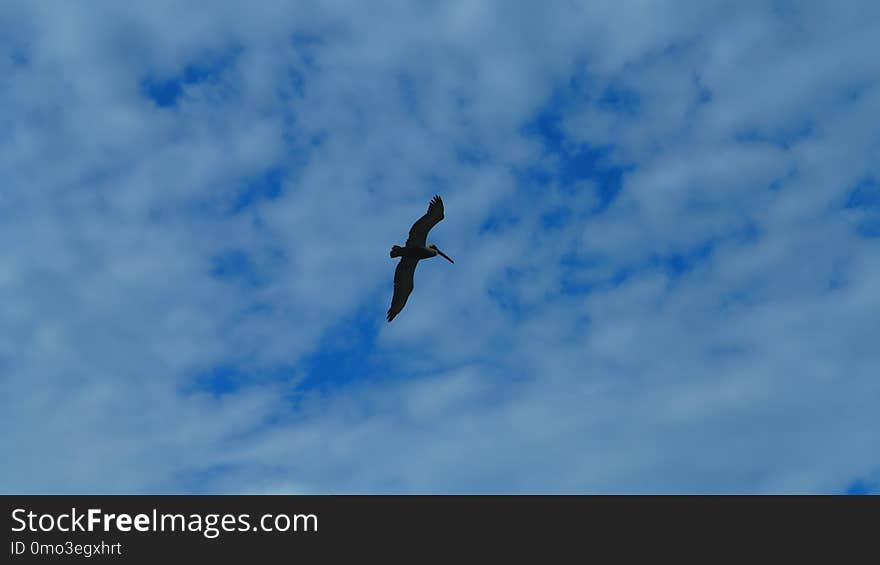 Sky, Bird, Daytime, Cloud