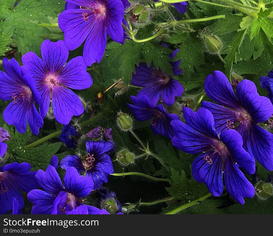 Flower, Blue, Plant, Purple