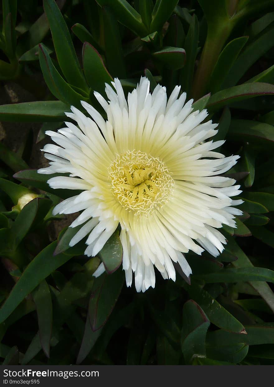 Flower, Plant, Pigface, Ice Plant