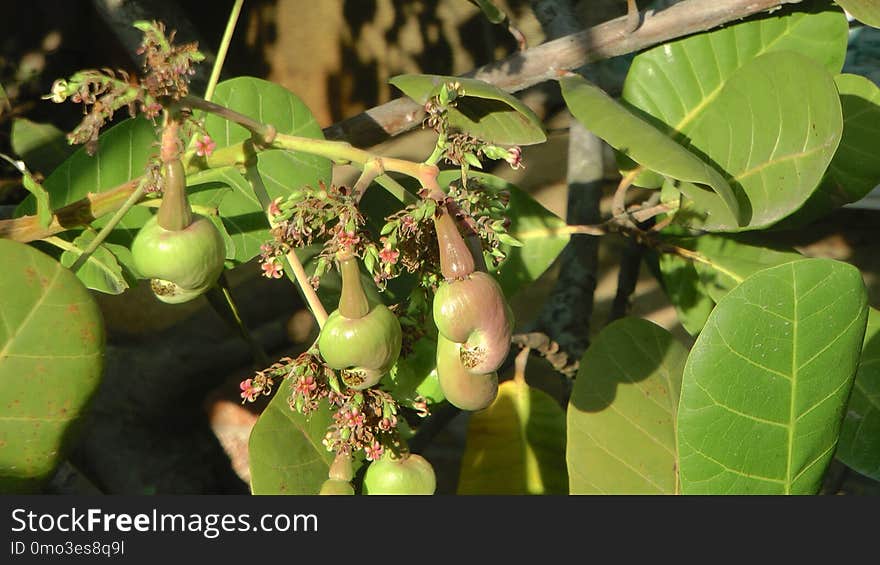 Fruit Tree, Fruit, Plant, Branch