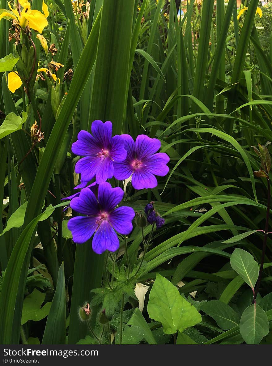 Flower, Plant, Flora, Flowering Plant