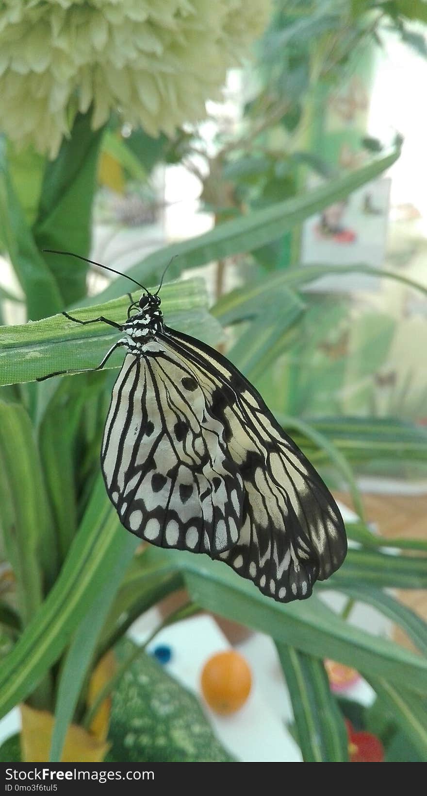 Butterfly, Moths And Butterflies, Insect, Invertebrate