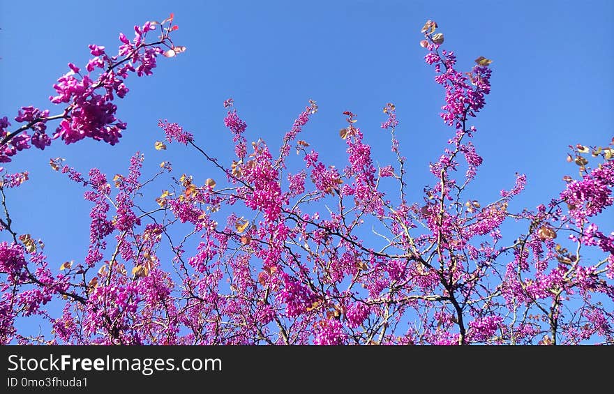 Blossom, Pink, Branch, Purple