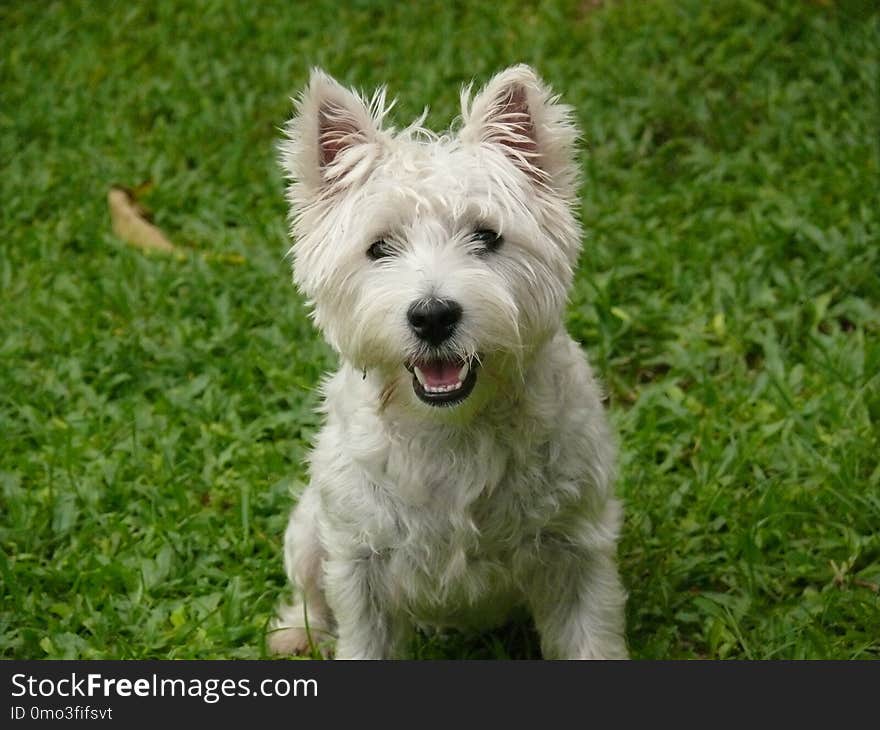 Dog, Dog Like Mammal, Dog Breed, Terrier