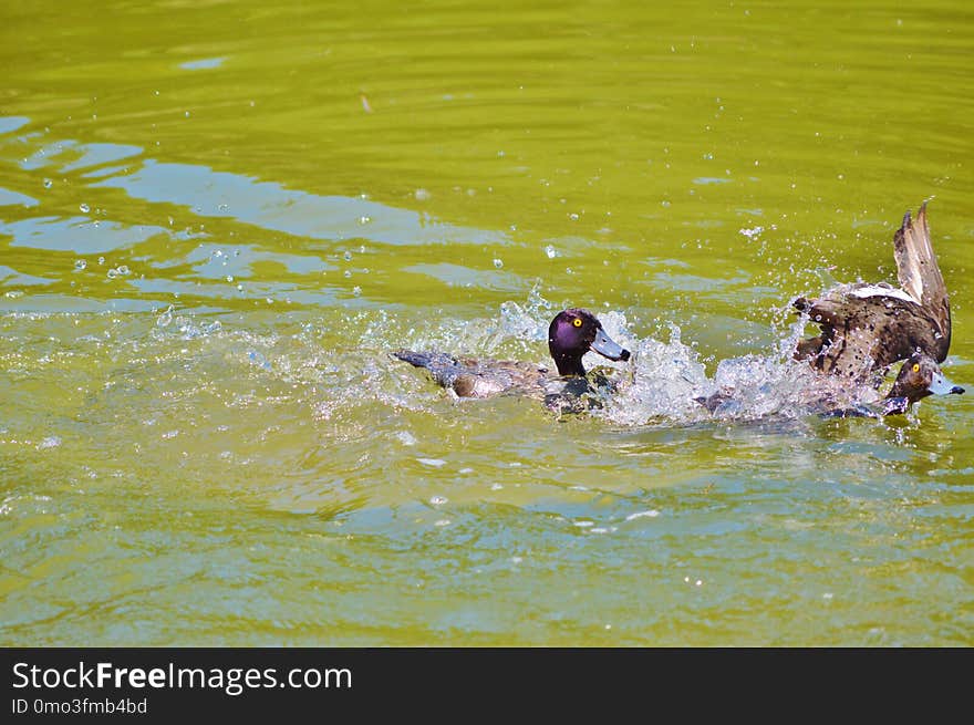 Water, Vertebrate, Fauna, Bird