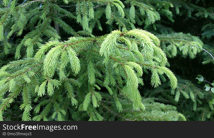 Tree, Ecosystem, Vegetation, Woody Plant