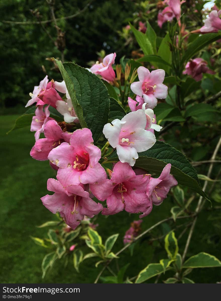 Plant, Flower, Flora, Flowering Plant