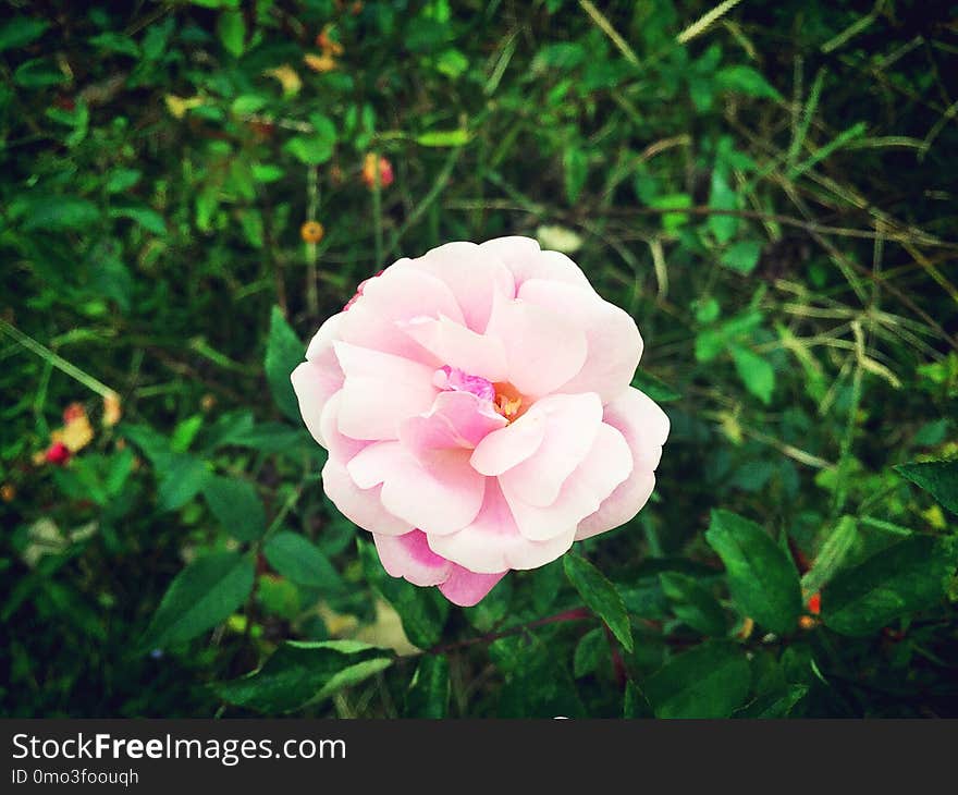 Flower, Rose Family, Pink, Rose