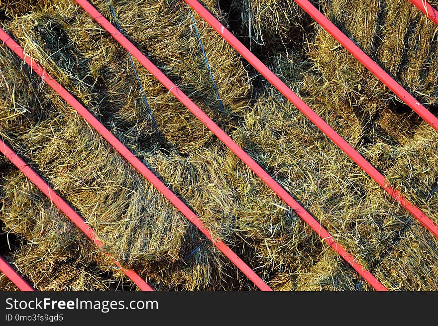 Grass, Plant, Grass Family, Soil