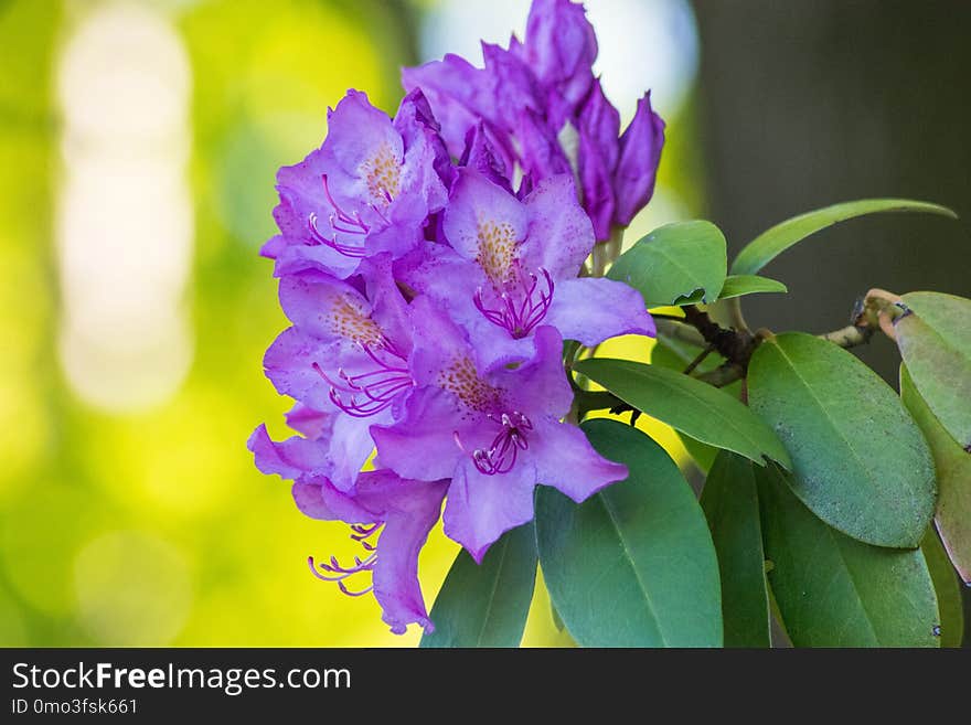 Flower, Plant, Flora, Purple