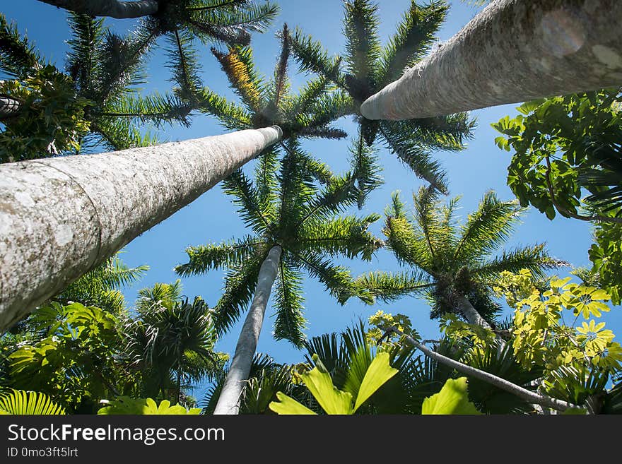 Tree, Vegetation, Arecales, Sky