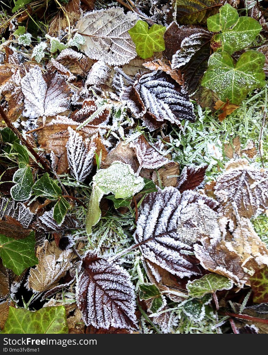 Leaf, Plant, Flora, Herb