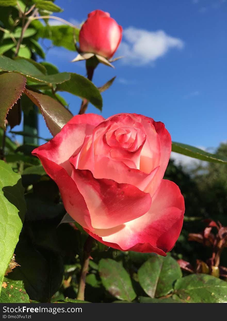 Rose, Flower, Rose Family, Plant